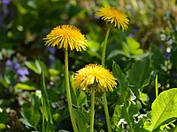 Löwenzahnpflanze mit gelben Blüten