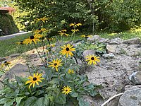 Gelbe Blumen auf sandigem Boden