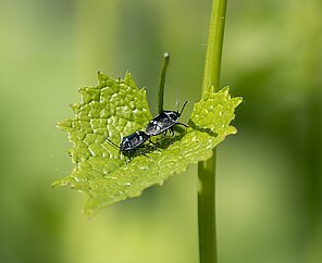 Nahaufnahme Blatt Konblauchsrauke