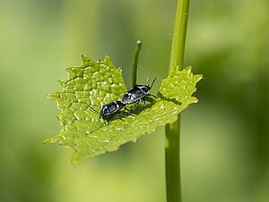 Nahaufnahme Blatt Konblauchsrauke