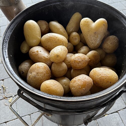 Ganze Kartoffeln in einem Outdoor Kessel