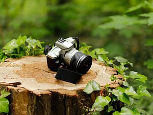 Kamera auf abgesägtem, mit Efeu überwuchertem Baumstumpf liegend