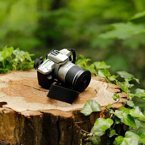 Kamera auf abgesägtem, mit Efeu überwuchertem Baumstumpf liegend