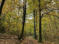 Herbstlicher Buchenwald mit gelbem Laub