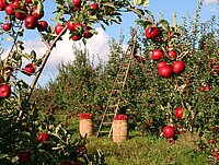 Obstbaumwiese und rote Äpfel in zwei Körben