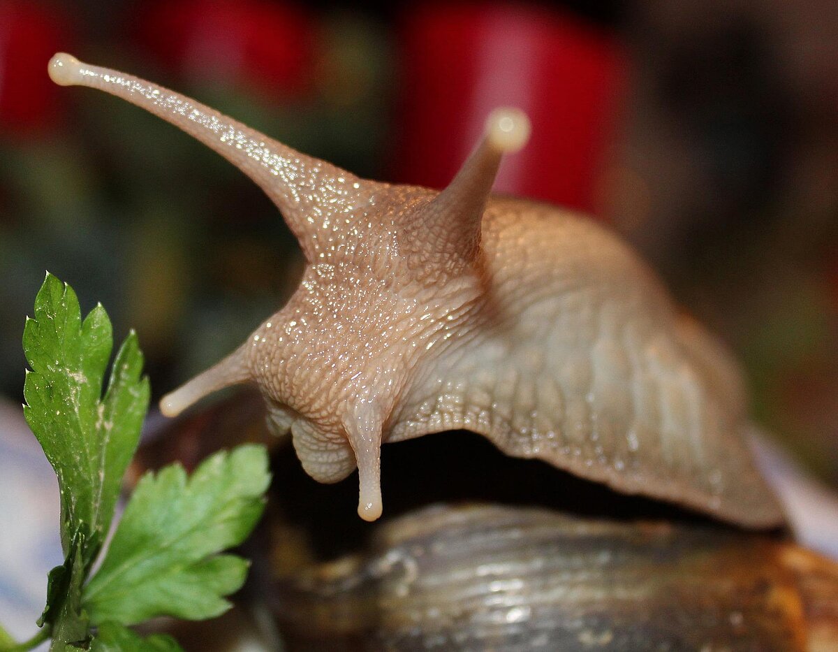 ACHAT-SCHNECKEN: Station Natur und Umwelt