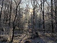 Von Sonne beschienener Winterwald