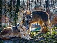 Zwei Wölfe im Wald, einer liegend einer stehend.