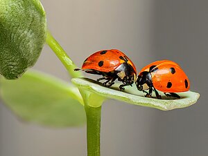 Zwei Marienkäfer auf Blatt, Nahaufnahme