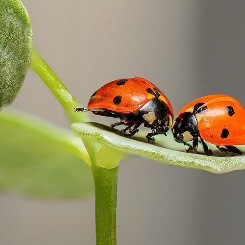 Zwei Marienkäfer auf Blatt, Nahaufnahme