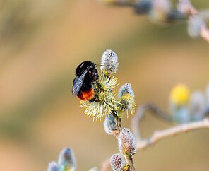 Nahaufnahme:Hummel auf Weidenkätzchen