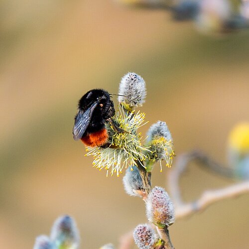 Nahaufnahme:Hummel auf Weidenkätzchen