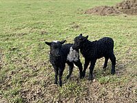 Zwei schwarze Lämmchen auf Wiese