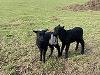 Zwei schwarze Lämmchen auf Wiese