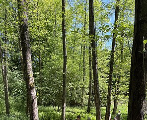 Väter mit Kindern im Wald von hinten fotografiert.